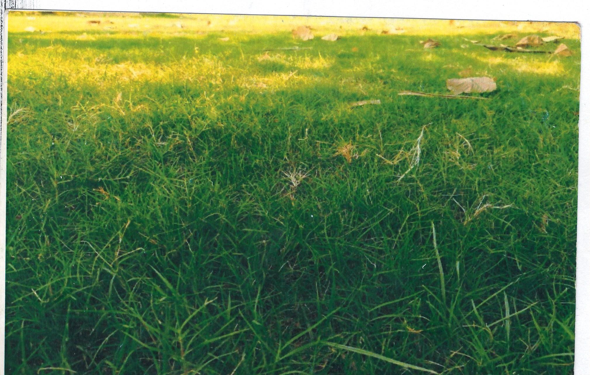 122895_const of real estate project Rameshbhai Vallabhbhai Savani located at Kosamdi, Bharuch, Gujarat