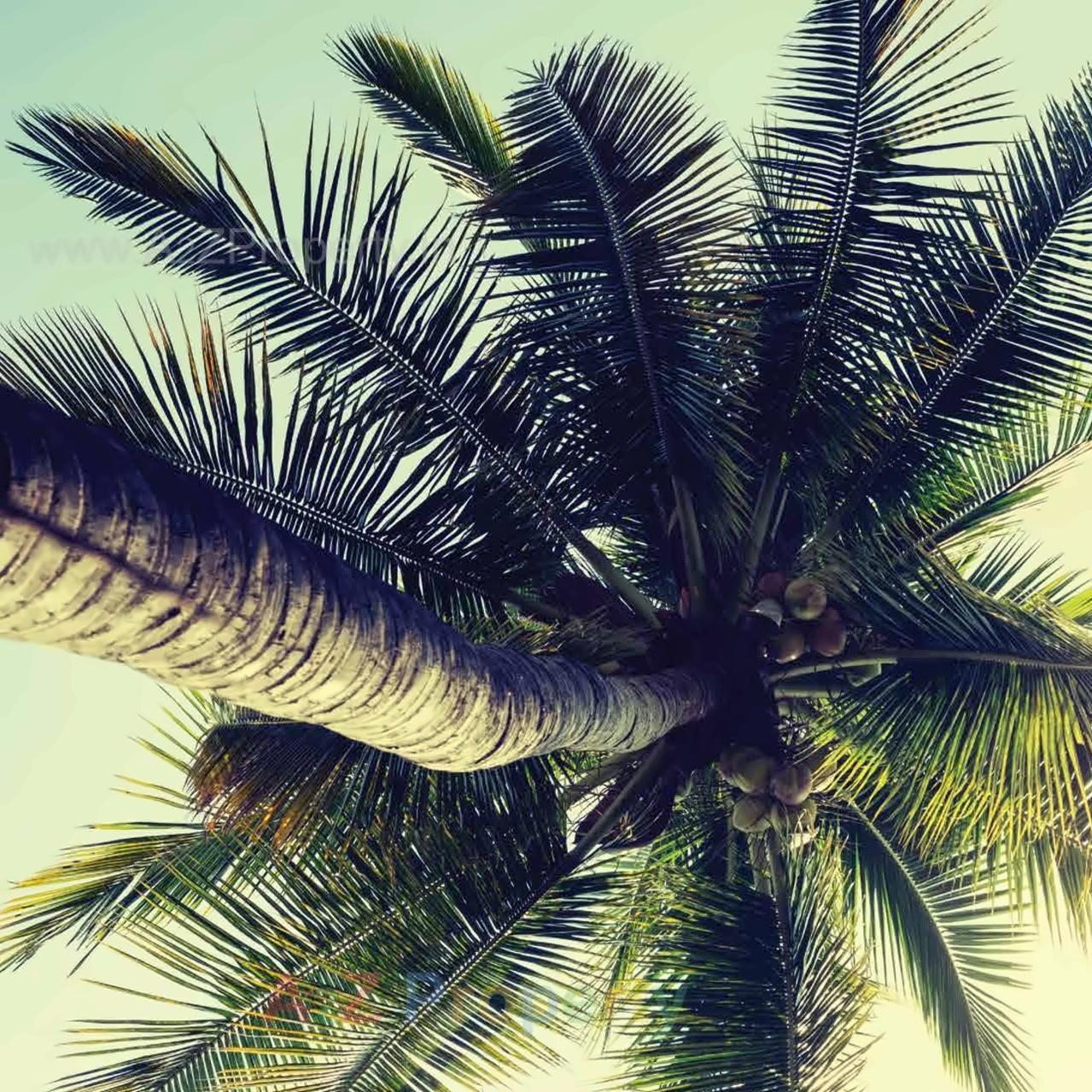 3D Elevation of real estate project Tropical Palms located at Pimpri-chinchawad-m-corp, Pune, Maharashtra